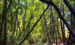 jpeg-optimizer_222
